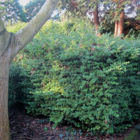 Ilex cren. 'Convexa'