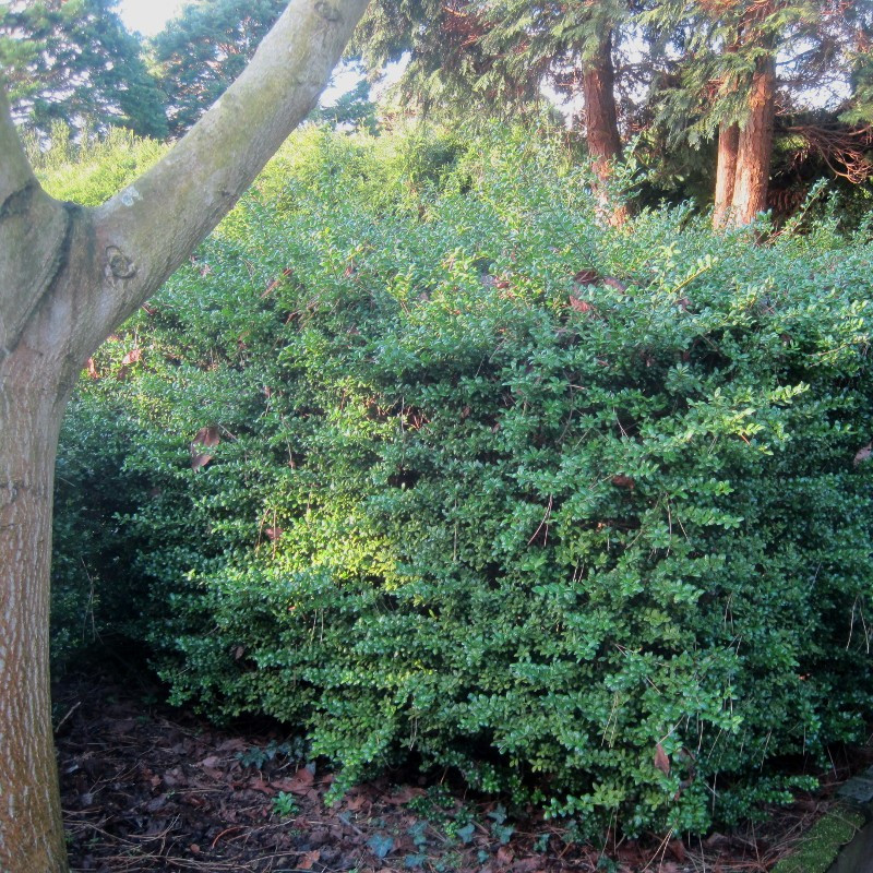 Ilex cren. 'Convexa'