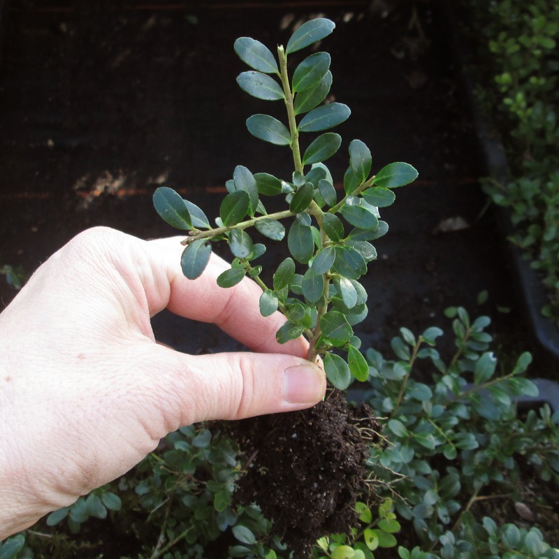 Ilex crenata 'Glory Gem'