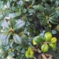 Ilex crenata 'Glory Gem'