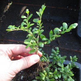 Ilex cren. 'Convexa'