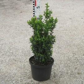 Buxus semp. arborescens