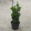 Buxus semp. arborescens
