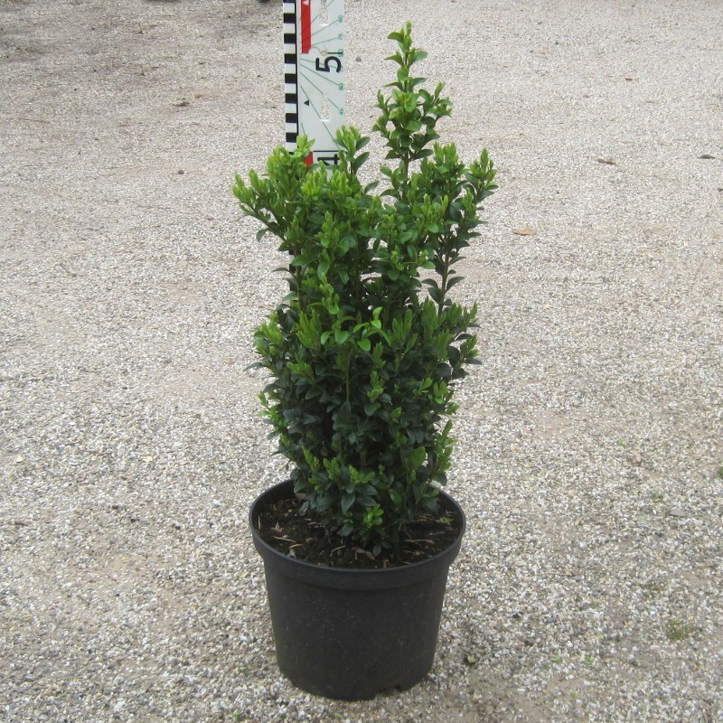 Buxus semp. arborescens