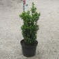Buxus semp. arborescens