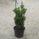 Buxus semp. arborescens