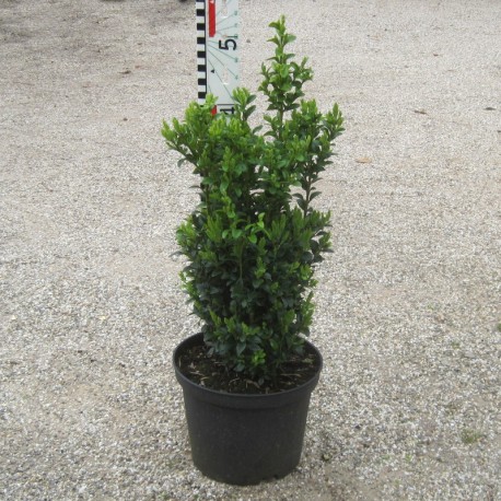 Buxus semp. arborescens