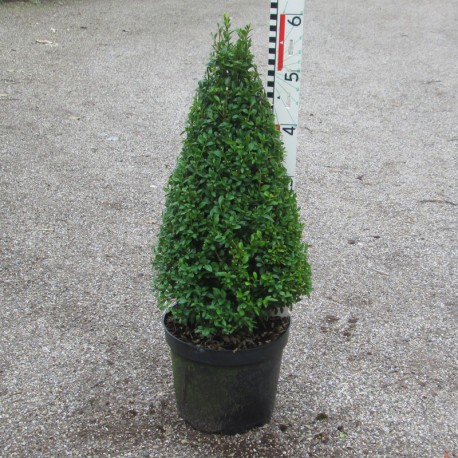 Buxus semp. arborescens