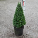 Buxus semp. arborescens