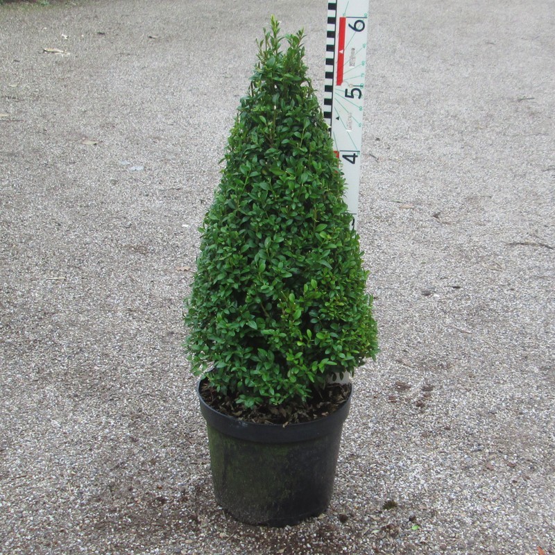 Buxus semp. arborescens