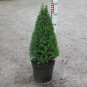 Buxus semp. arborescens