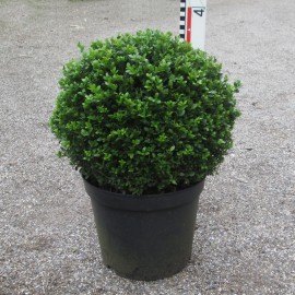 Buxus mic. 'Faulkner'