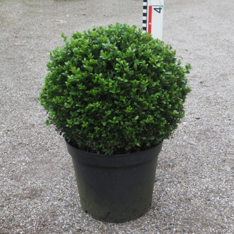 Buxus mic. 'Faulkner'