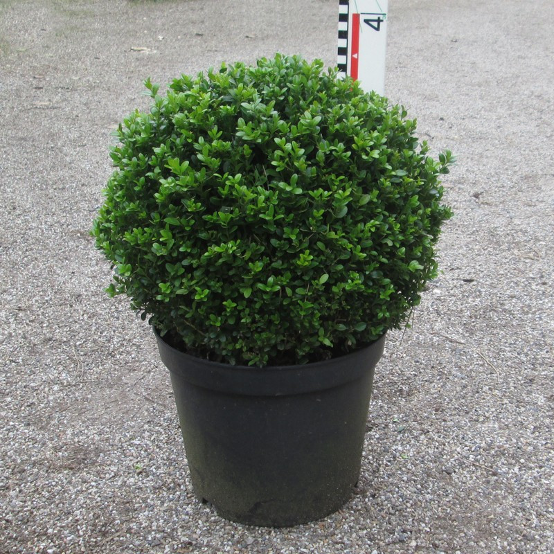 Buxus mic. 'Faulkner'