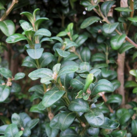 Buxus semp. 'Handworthiensis'