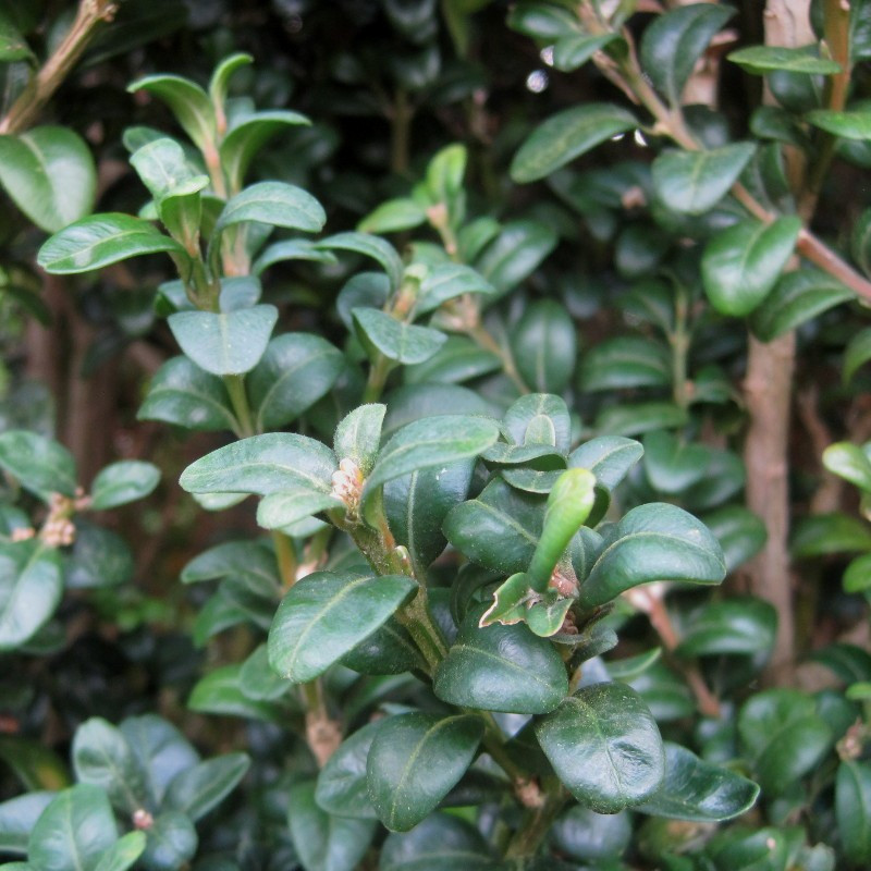 Buxus semp. 'Handworthiensis'