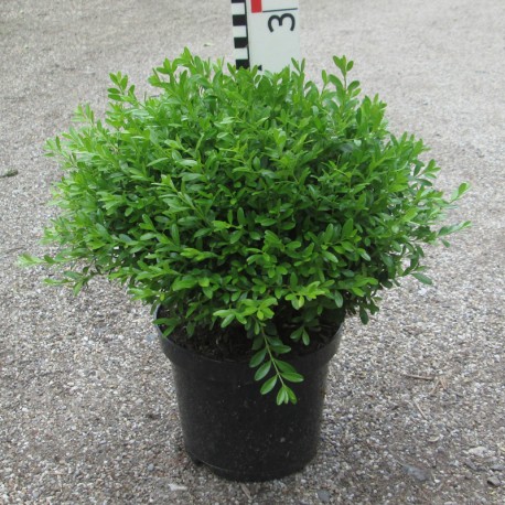 Buxus mic. 'Herrenhausen'