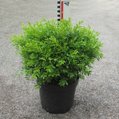 Buxus mic. 'Herrenhausen'