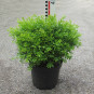 Buxus mic. 'Herrenhausen'