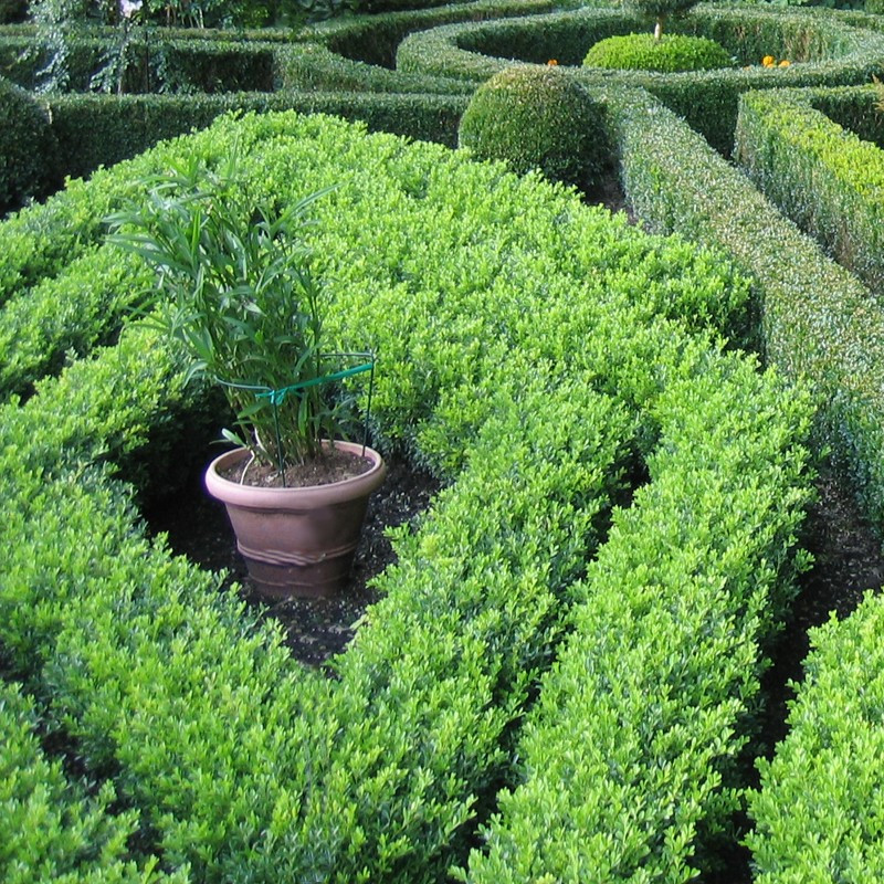 Buxus mic. 'Herrenhausen'