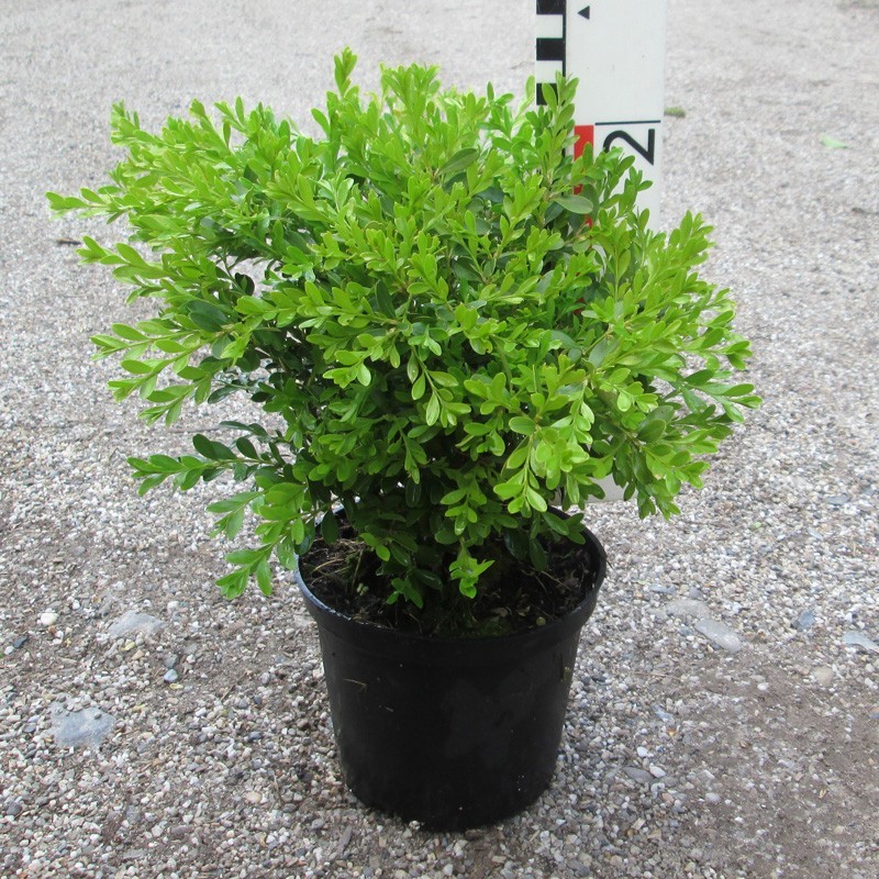 Buxus mic. 'Herrenhausen'