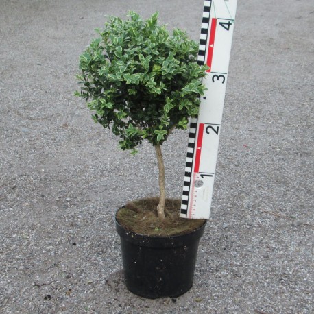 Buxus semp. 'Marginata'