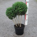Buxus semp. arborescens