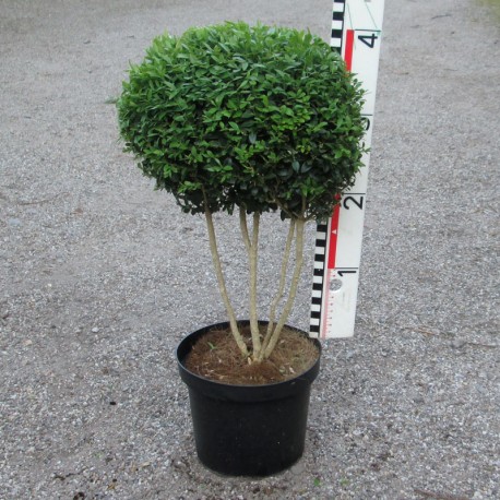 Buxus semp. arborescens