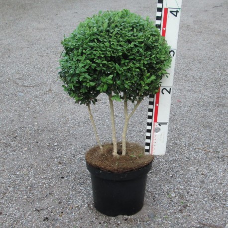 Buxus semp. arborescens