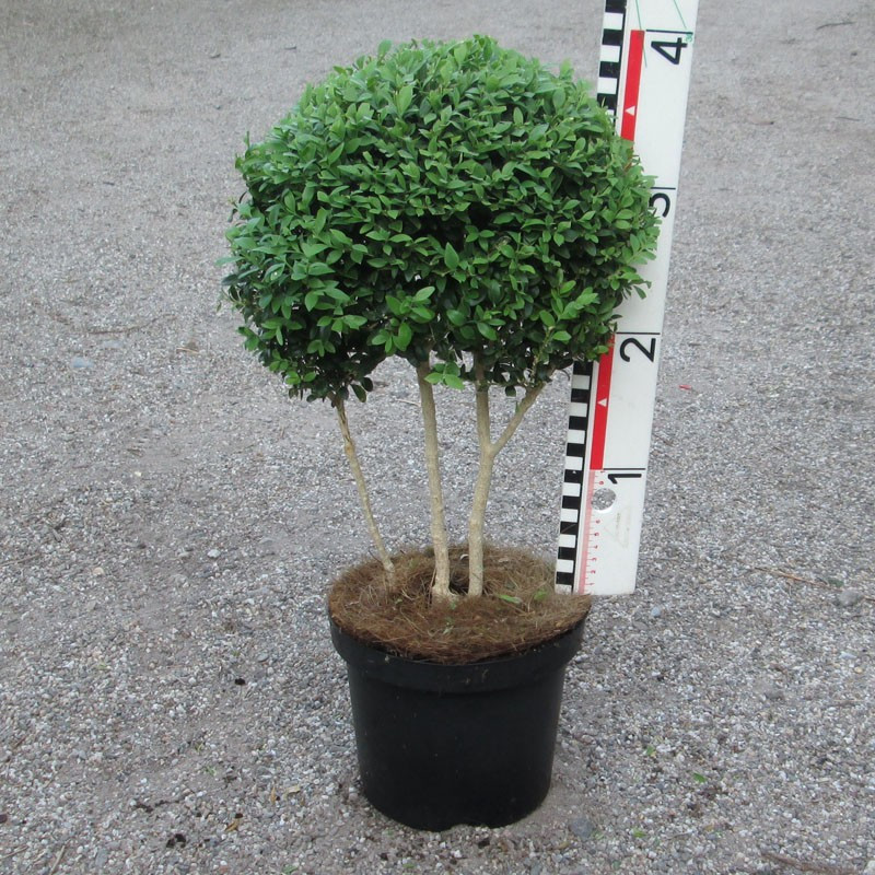 Buxus semp. arborescens