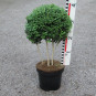 Buxus semp. arborescens