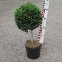 Buxus semp. 'Myrtifolia'