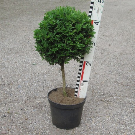Buxus semp. 'Myrtifolia'