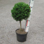 Buxus semp. 'Myrtifolia'