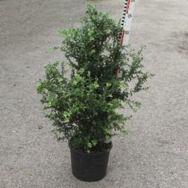 Buxus semp. 'Marginata'