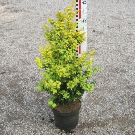 Buxus semp. 'Latifolia Maculata'