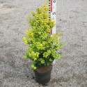 Buxus semp. 'Latifolia Maculata'
