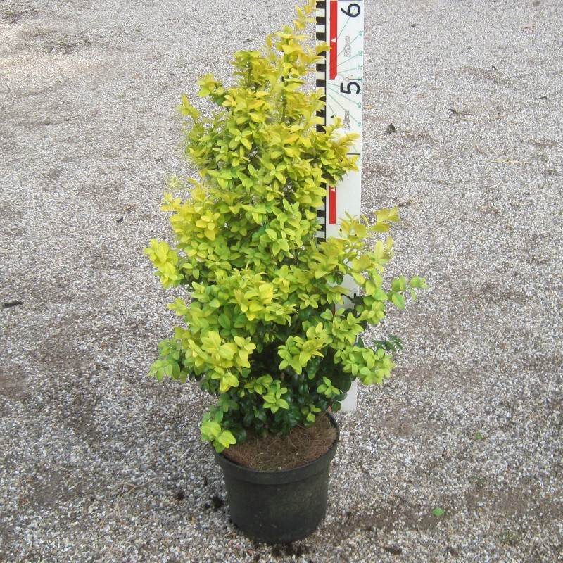 Buxus semp. 'Latifolia Maculata'