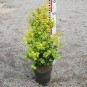 Buxus semp. 'Latifolia Maculata'