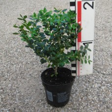 Buxus 'Green Mound'