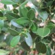 Buxus 'Green Mound'