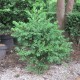 Buxus 'Green Mound'