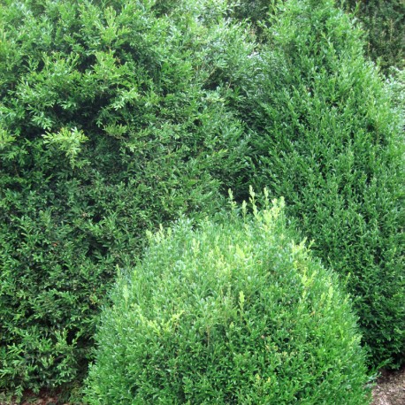 Buxus semp. 'Angustifolia'