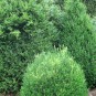 Buxus semp. 'Angustifolia'