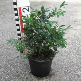 Buxus semp. 'Angustifolia'
