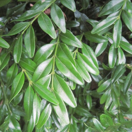 Buxus semp. 'Angustifolia'