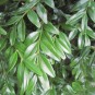 Buxus semp. 'Angustifolia'