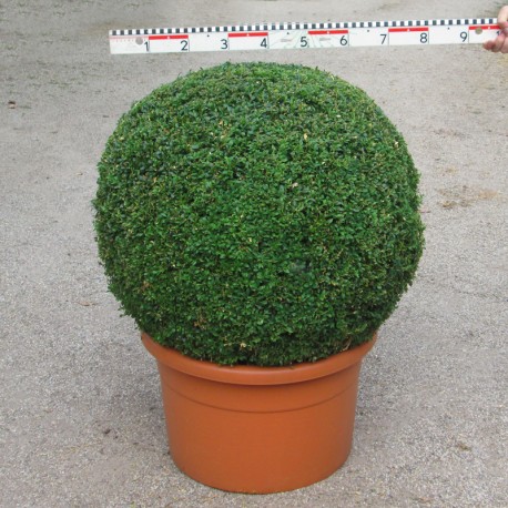 Buxus semp. arborescens