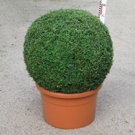 Buxus semp. arborescens