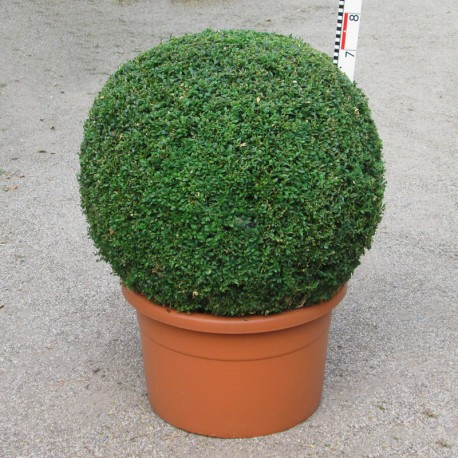 Buxus semp. arborescens